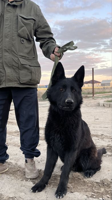 Овчарка 6/7 месяца уатсап жазңдар…