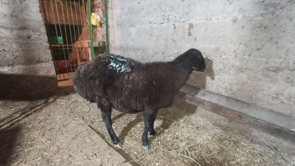 Баран девочка гисарский