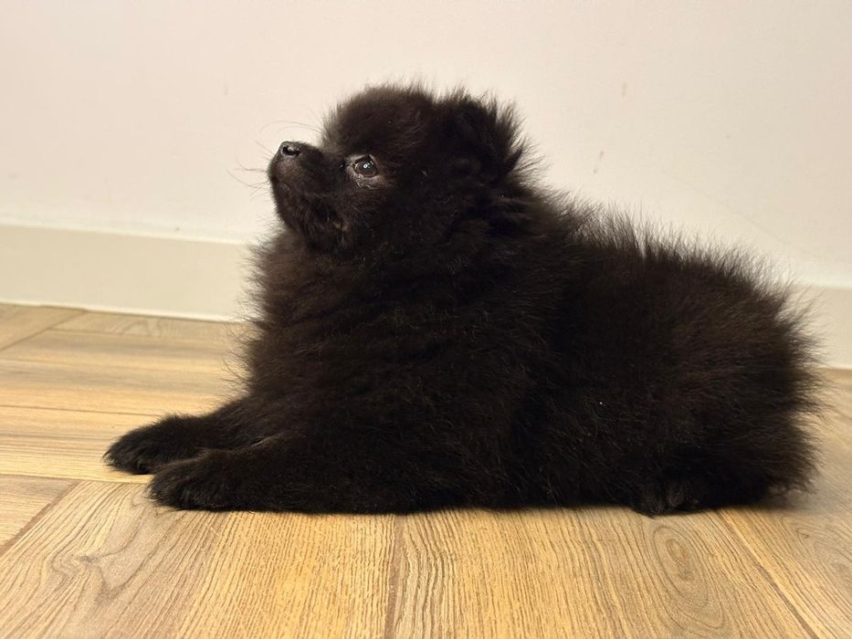 Vand fetita pomeranian