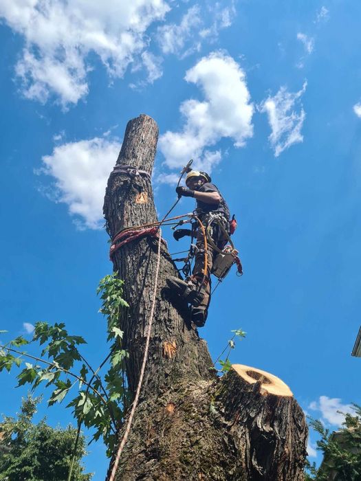 Премахване на опасни дървета, оформяне, рязане, кастрене Tree Service