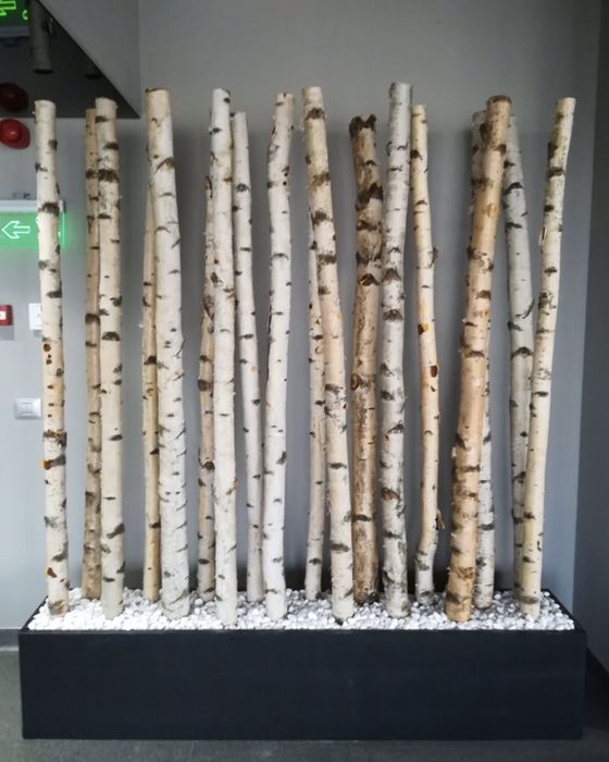 Lemn de mesteacan decorativ, tablouri crengi, crengi mesteacan