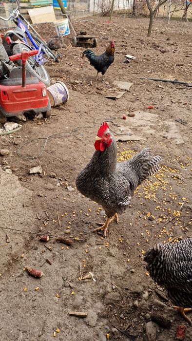 Vand cocoși Playmount