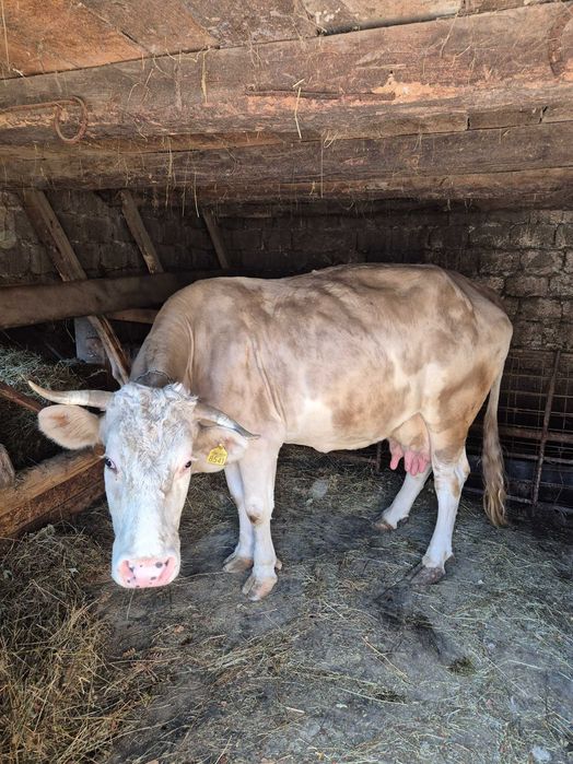 Vaca Gestanta 8 luni si jumatate 20L