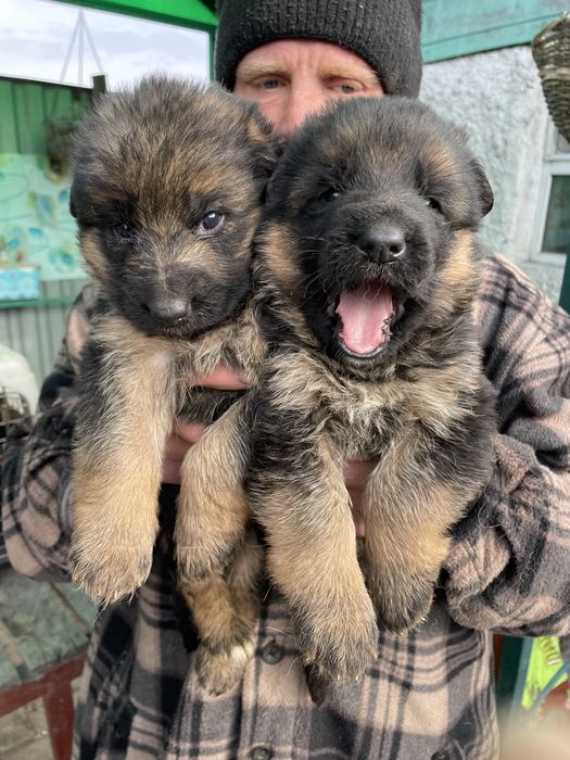 Щенки немецкой овчарки