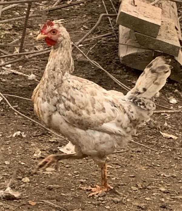 Петушки породы Легбар