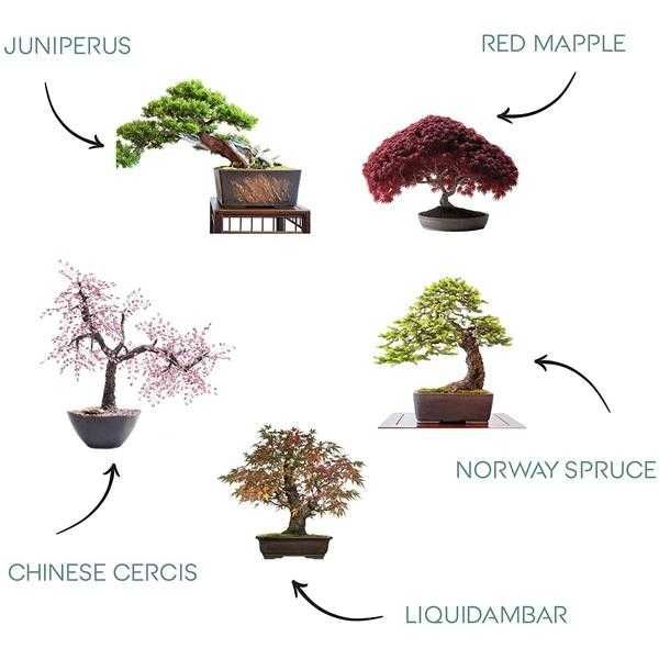 Kit de crestere plante Zen Bonsai