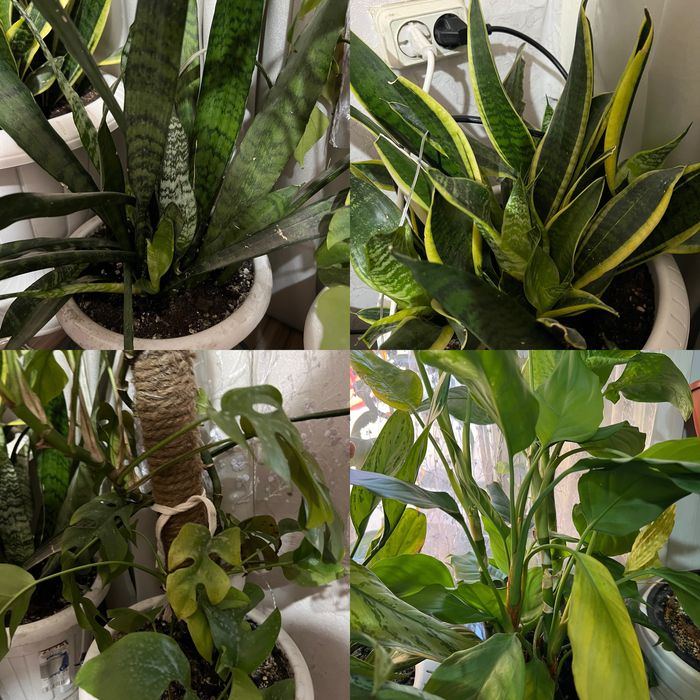 Спочно продам цветы в горшках