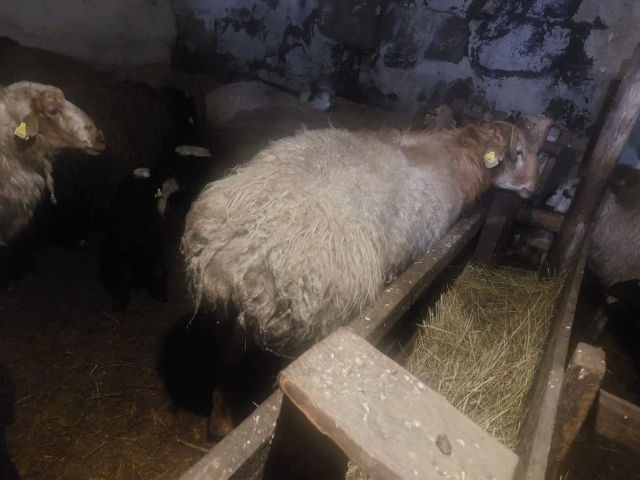 Қошқар сатылады 2 жас