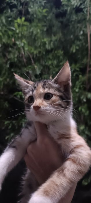 Отдаём котят в хорошие руки