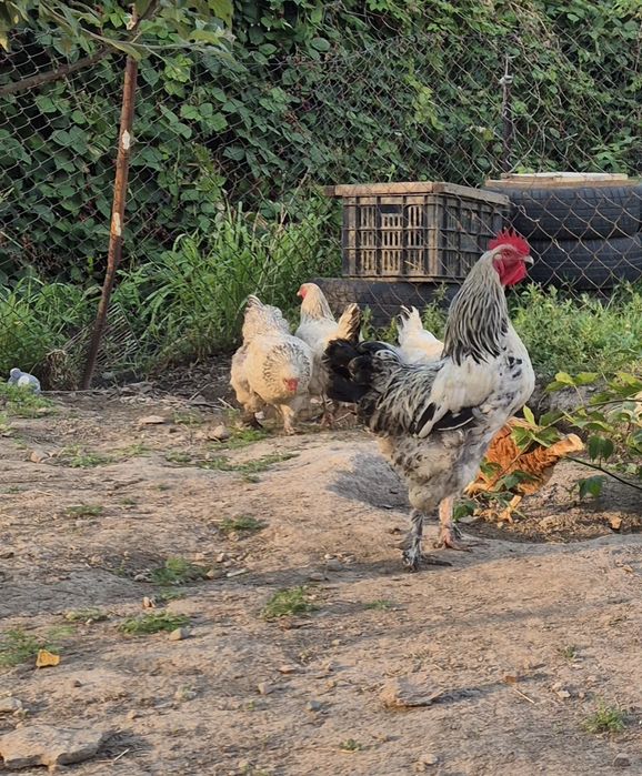 Продам домашних кур