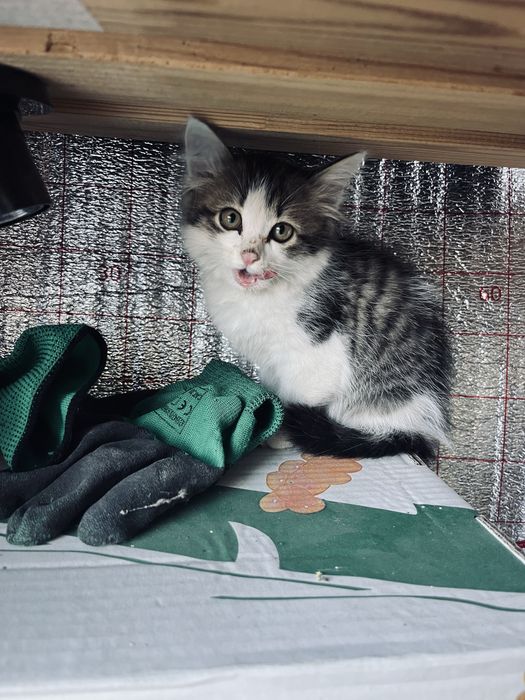 Отдам кошечьку в хорошие руки