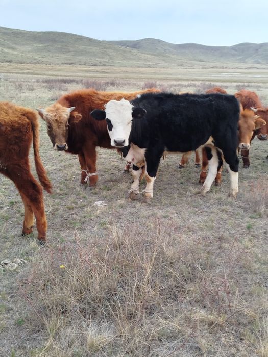 Бұқалар сатылады