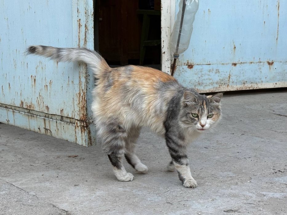 Бесплатно Кошка стерилизованная