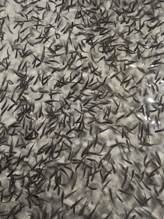 Малек Форели от 1 грамм