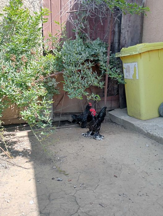 Pereche mii de flori negru bobat în Brăila