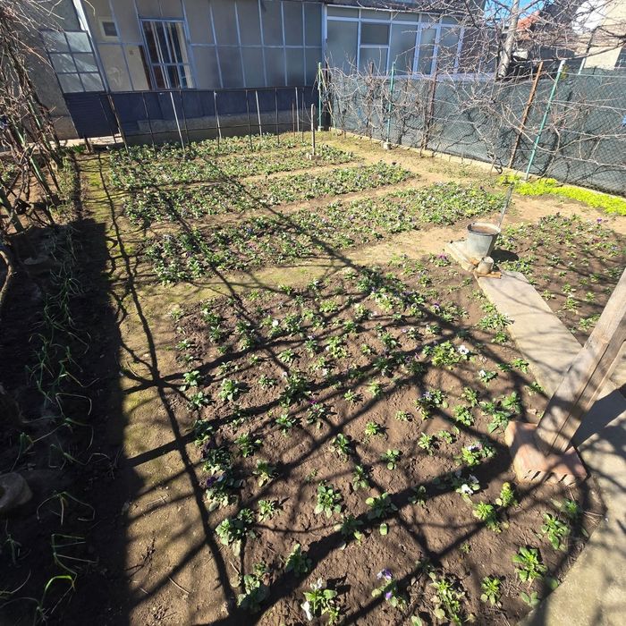 Теменужки градински