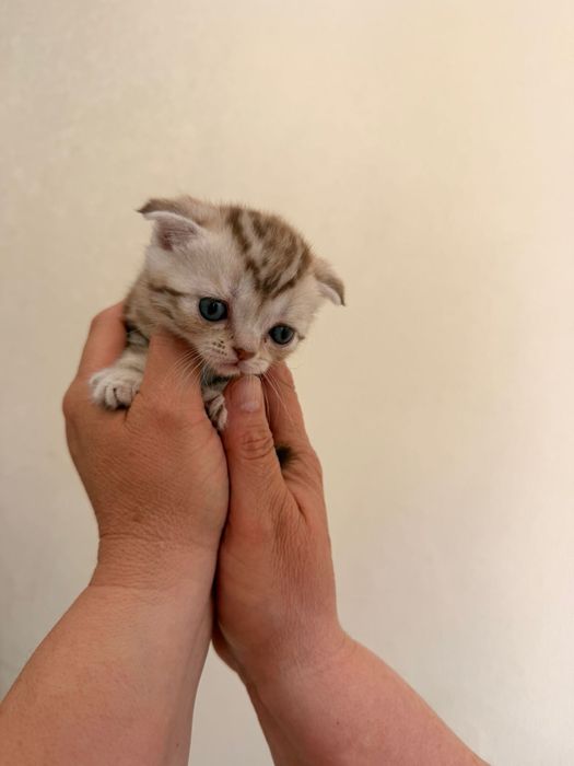 Продам шотладских котят