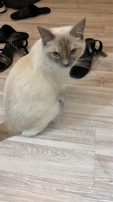 Отдаем в хорошие руки, кошка