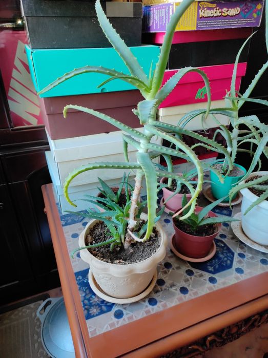 Продам цветок Алоэ