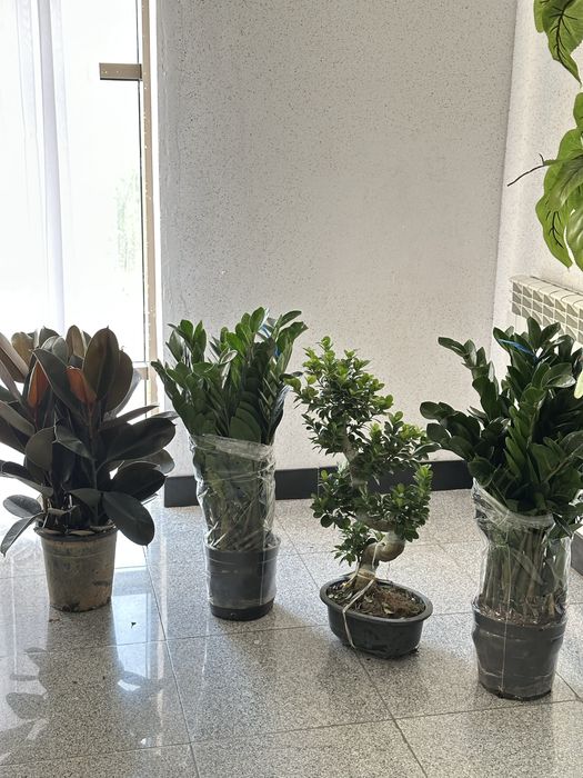 Бонсай дерево фикус