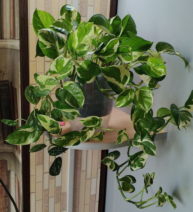 Продам свои комнатные растения
