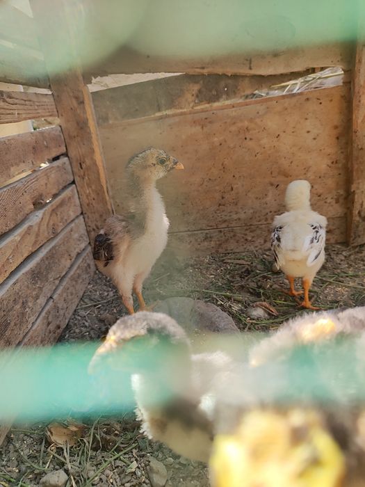 Kulangi tovuq hamda joʻjalar sotiladi