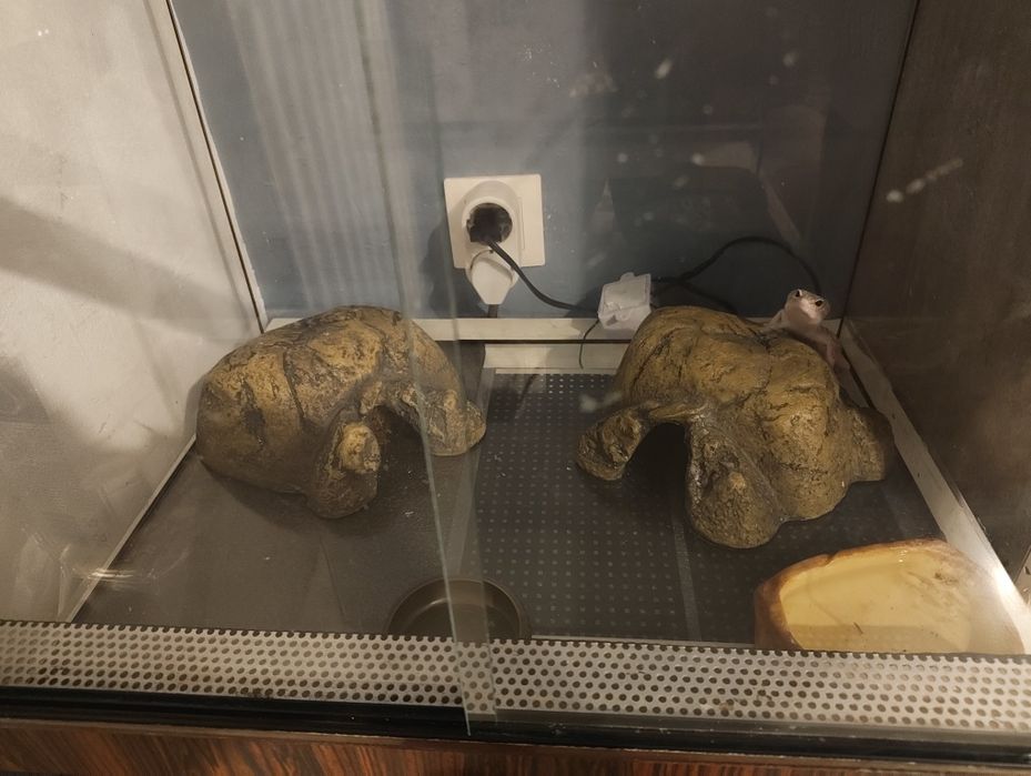 Леопардов гекон + оборудван терариум