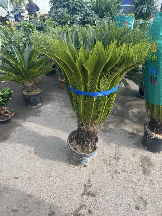 Самарканд оптим арча