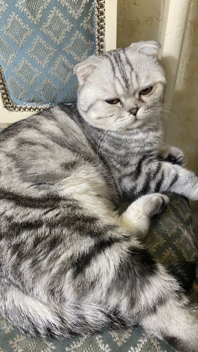 кошка висолухий,шотланд