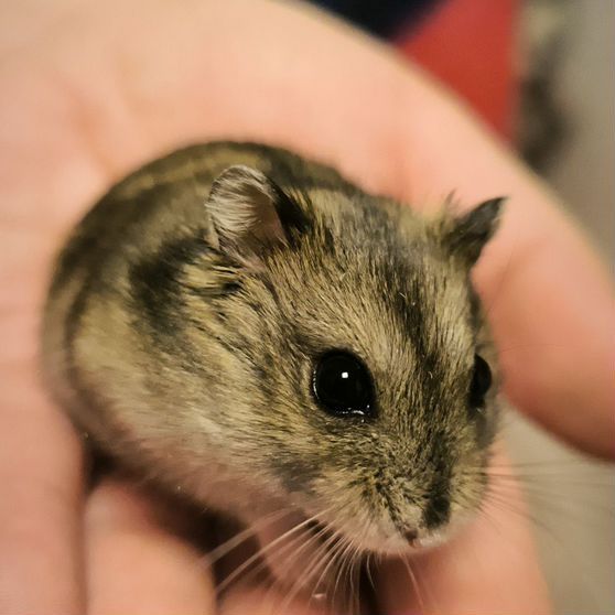 Отдам хомячка джунгарика