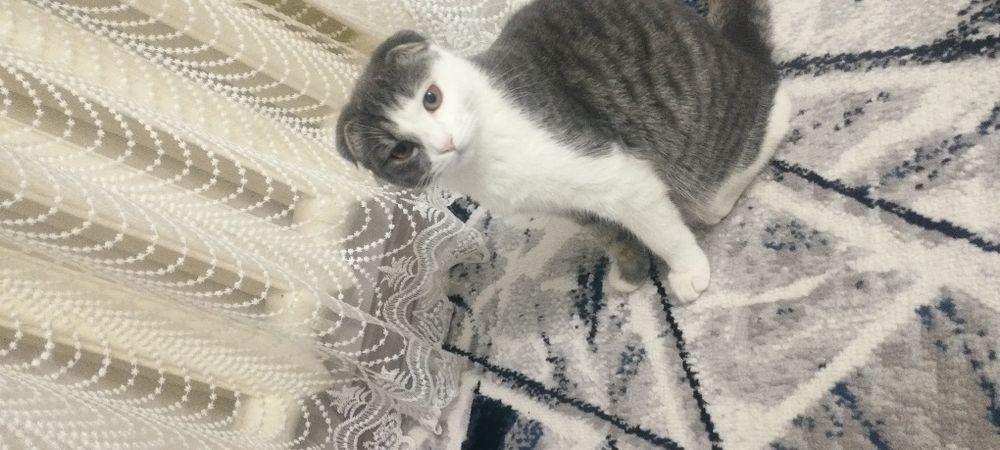 Zotdor mushukcha sotiladi