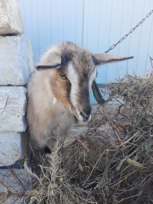 Продаётся коза девочка