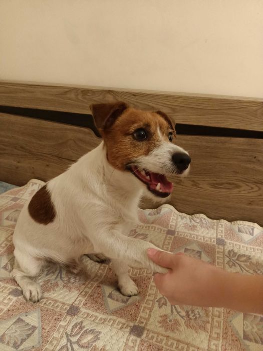 Красавчик Джек Рассел ищет себе невесту