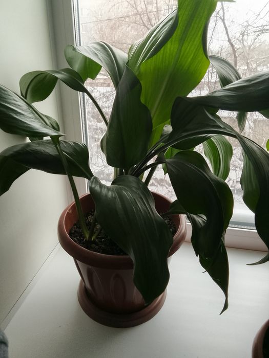 Цветы очень хорошая