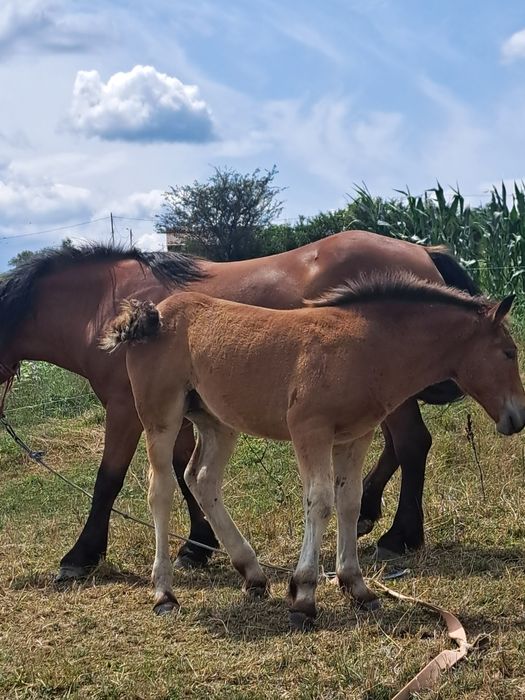 Iapă de 5 ani cu mănză de 3 luni