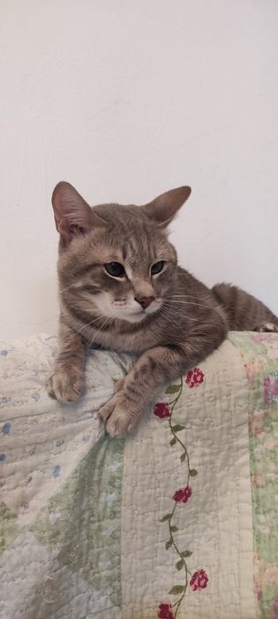 Мальчик ишет доброго хозяйна!