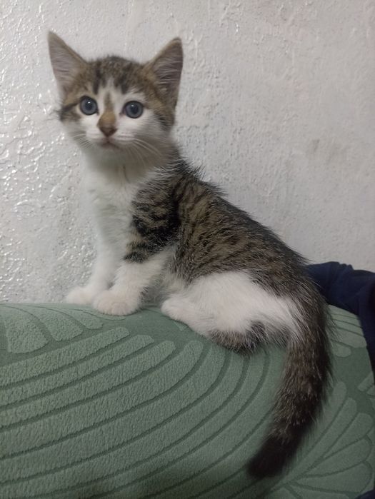 Отдам котят в хорошие руки.