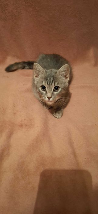 Котёнок в хорошие руки