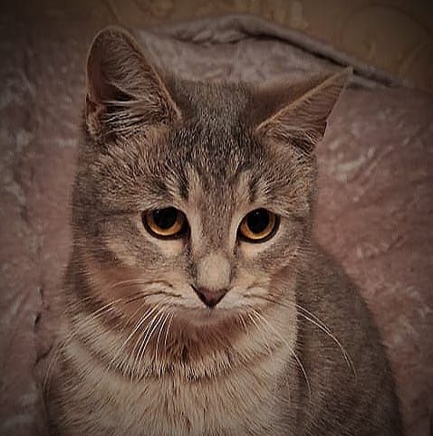 Отдам даром в добрые руки