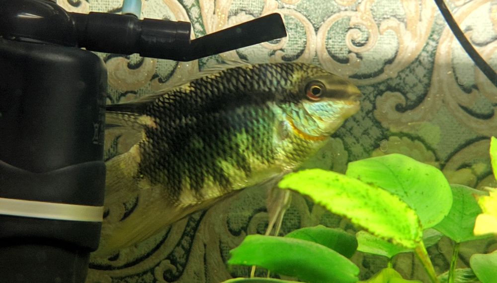 Цихлида Мезонаута, аквариумная рыбка.