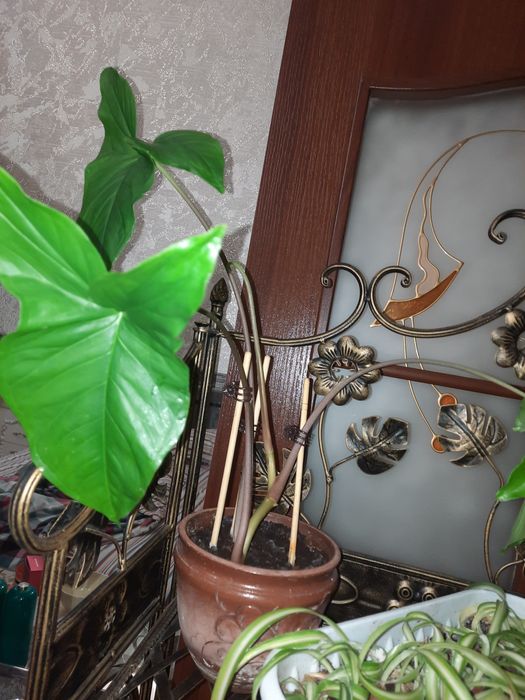 Продам комнатные цветы