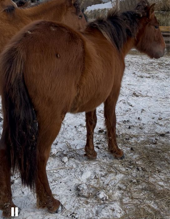 Тай, жабағы сатамын