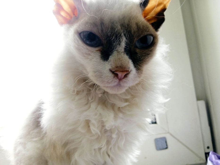 Котята корнишы смесь