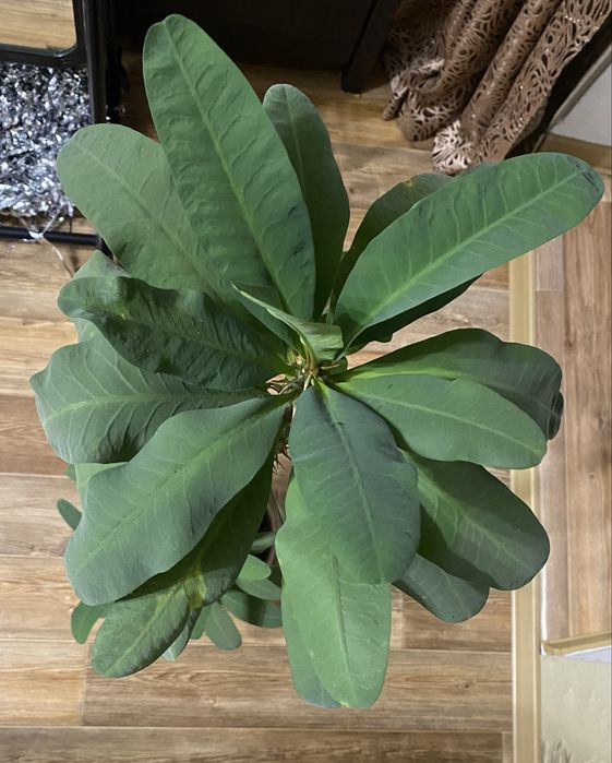 Цветы  комнатные