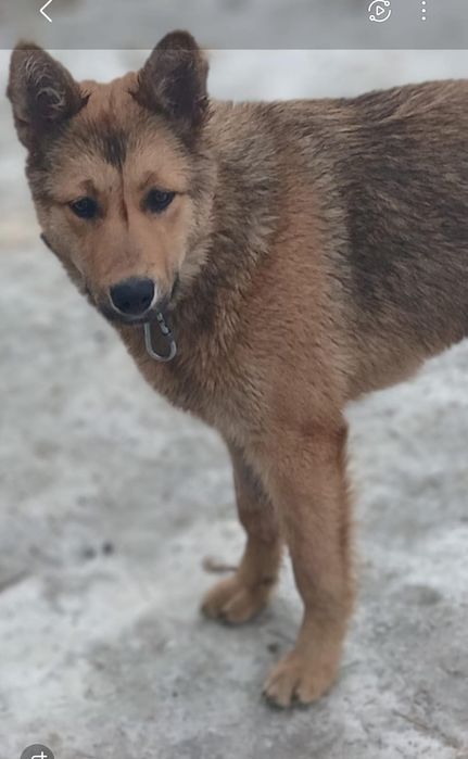 Стерилизованные девочки