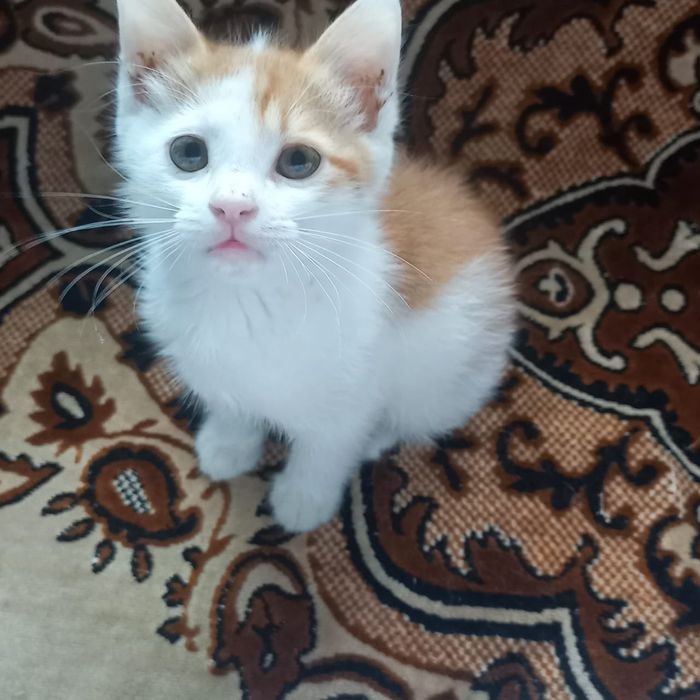 Котенок девочка бесплатно в Шымкенте