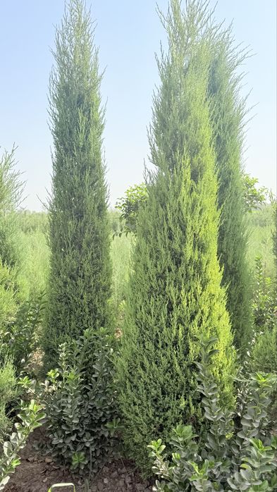 манзарали кучатлар барча турлари