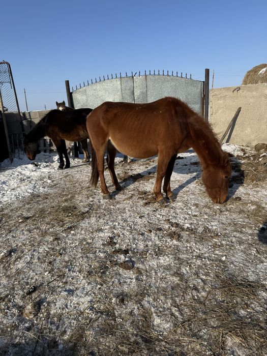 Продам кобыл жеребых