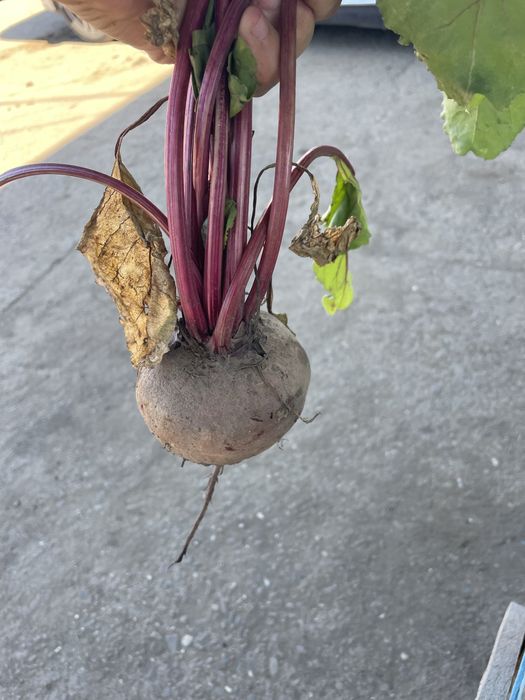 Sfecla rosie Pablo F1