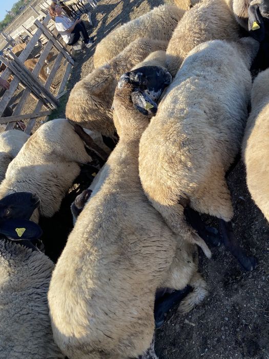 VAND OI  pentru pastrat